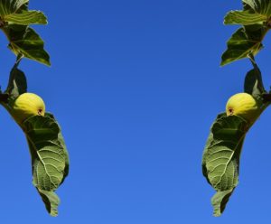 Israël est le figuier prophétique